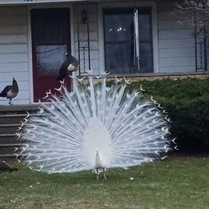 Meet your Posher, Luann